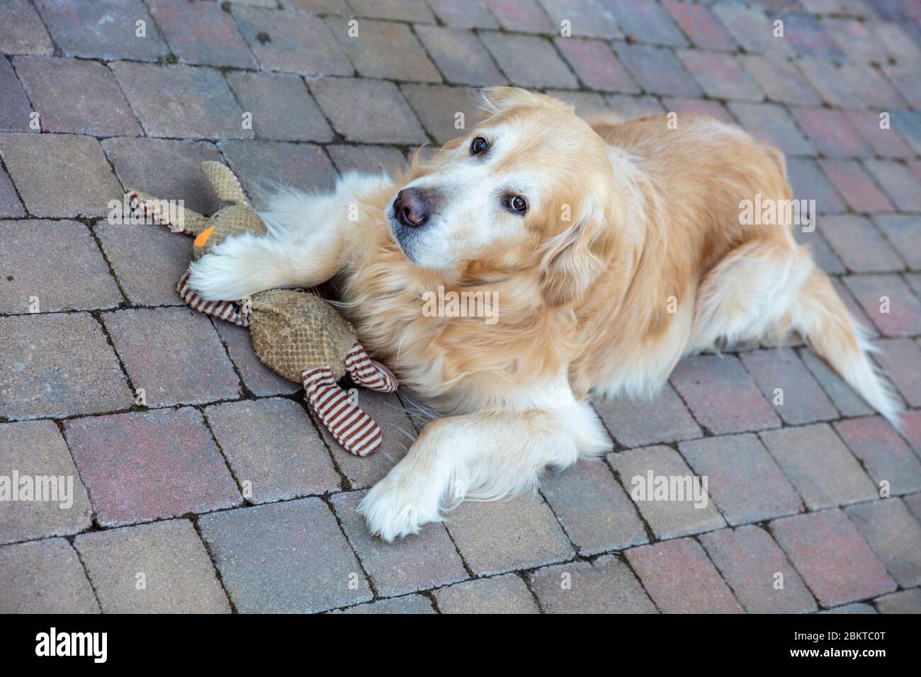 Golden Retriever sdraiato tenendo in mano il giocattolo preferito Foto Stock