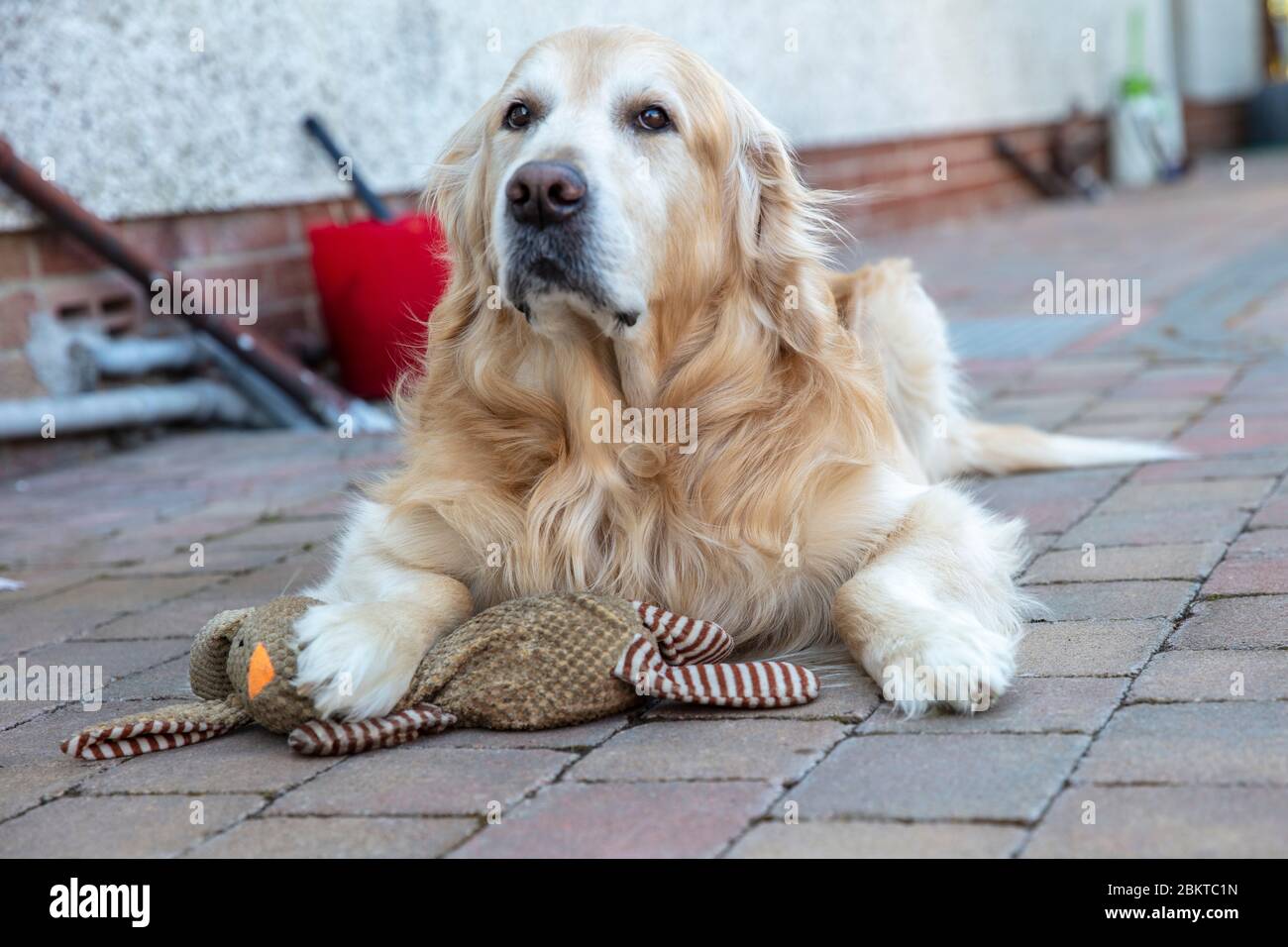 Golden Retriever sdraiato tenendo in mano il giocattolo preferito Foto Stock