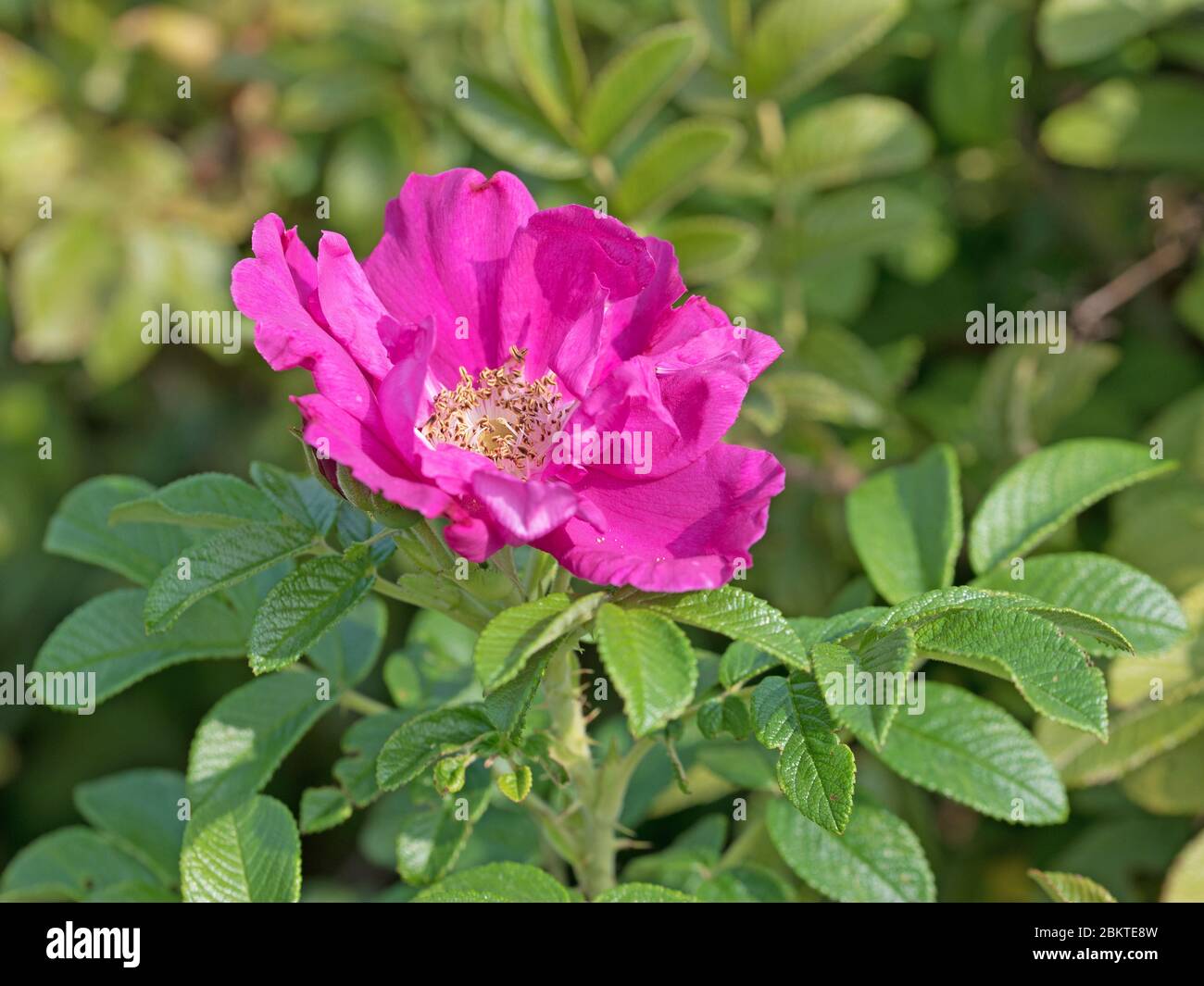 Rosa di patate fiorente, rosa rugosa, in primo piano Foto Stock