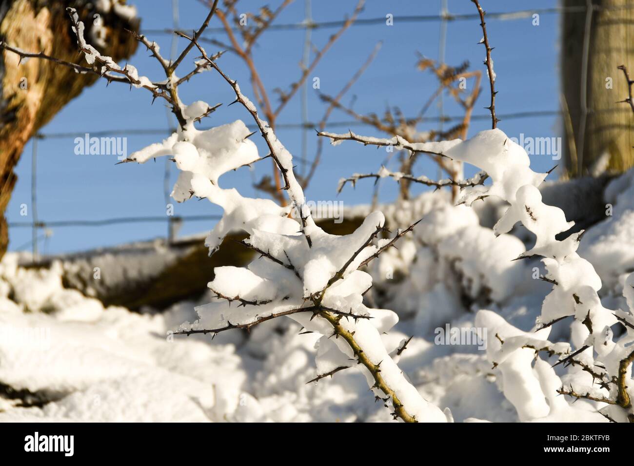 Primo piano di rami innevati su un albero spinoso Foto Stock