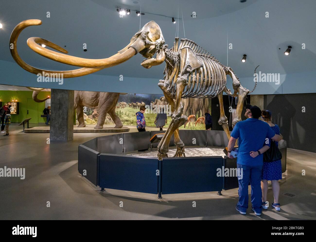 I visitatori che guardano lo scheletro di un mammut colombiano (Mammuthus columbi) nel Museo di la Brea Tar Pits, Los Angeles, California, USA Foto Stock