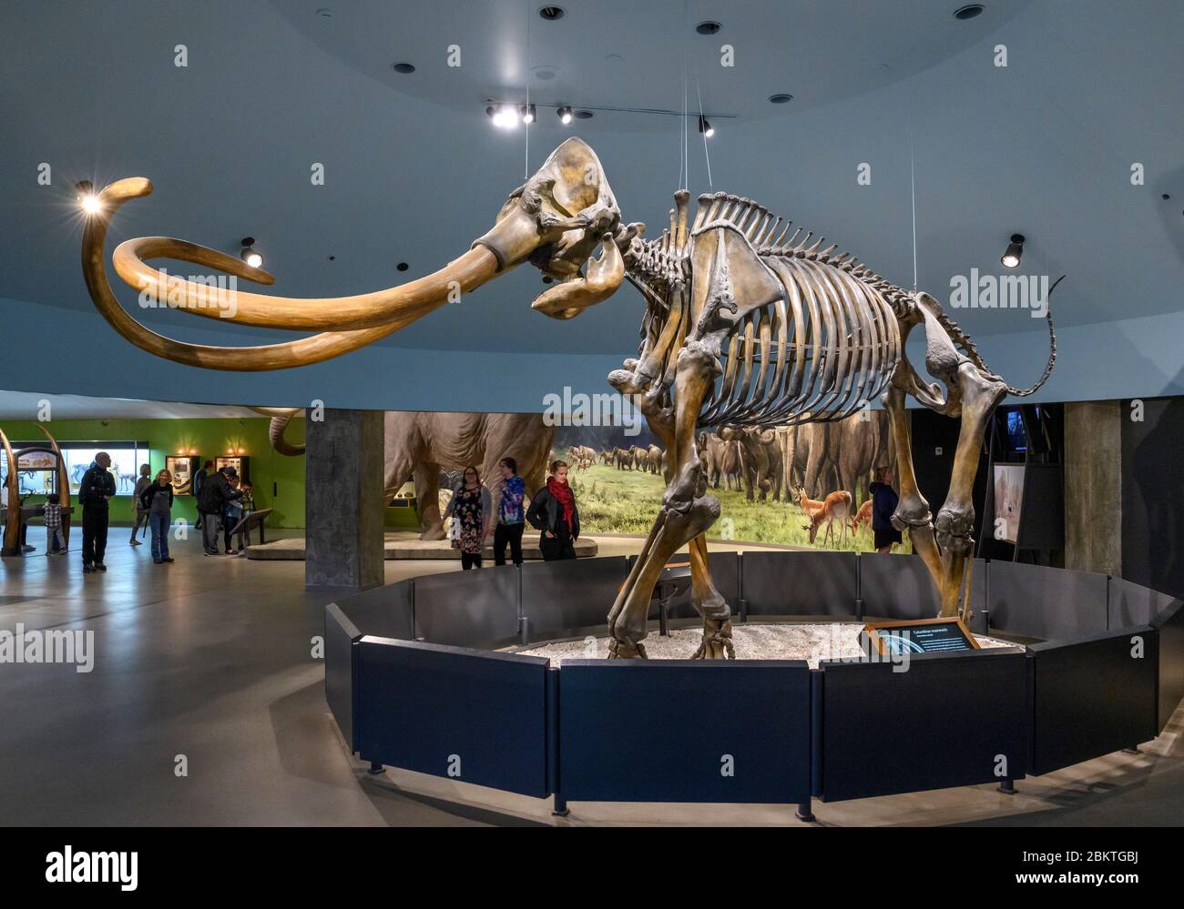 I visitatori che guardano lo scheletro di un mammut colombiano (Mammuthus columbi) nel Museo di la Brea Tar Pits, Los Angeles, California, USA Foto Stock