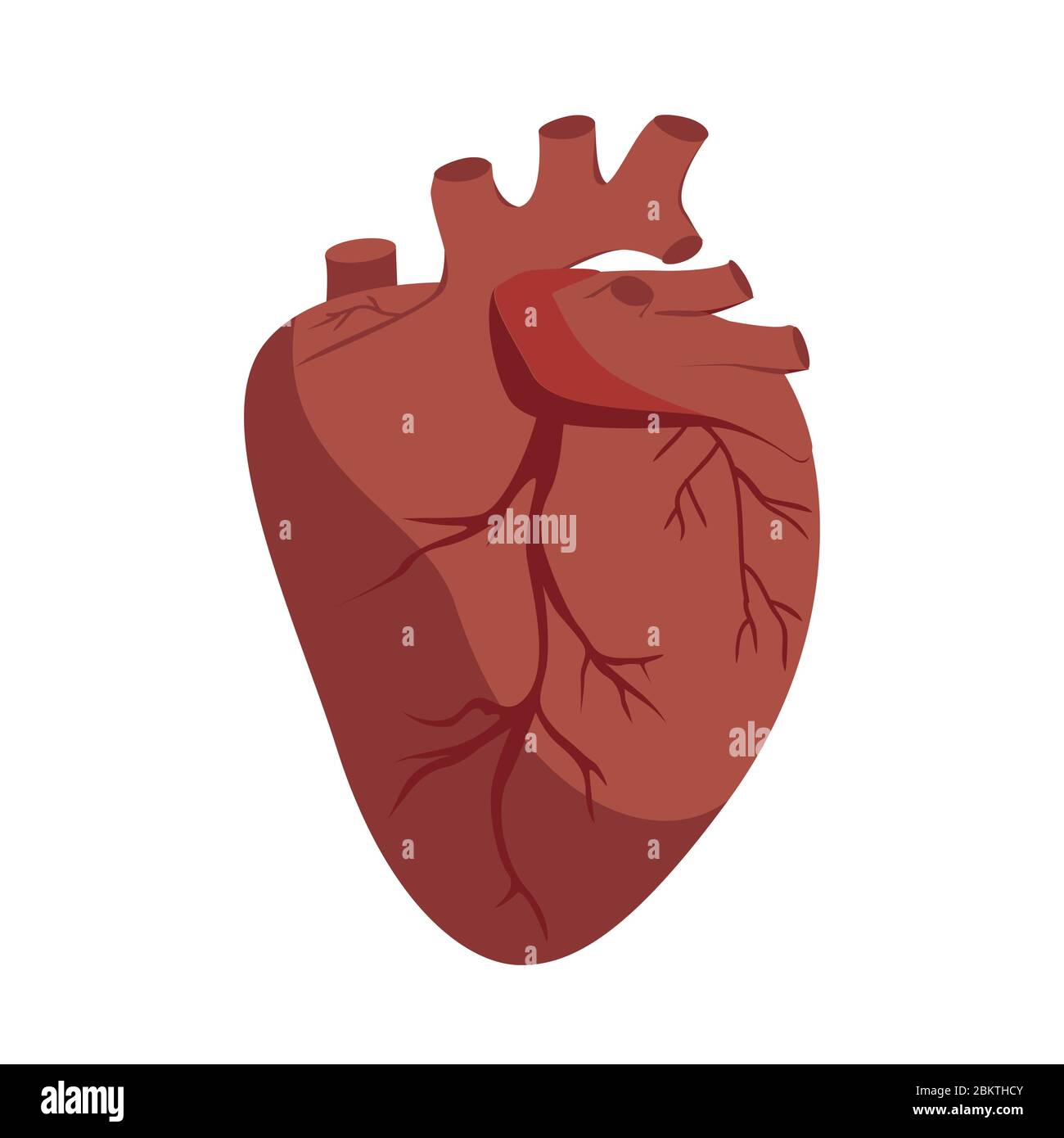 Vettore cardiaco anatomico. Illustrazione grafica piatta, organo corporeo umano Illustrazione Vettoriale