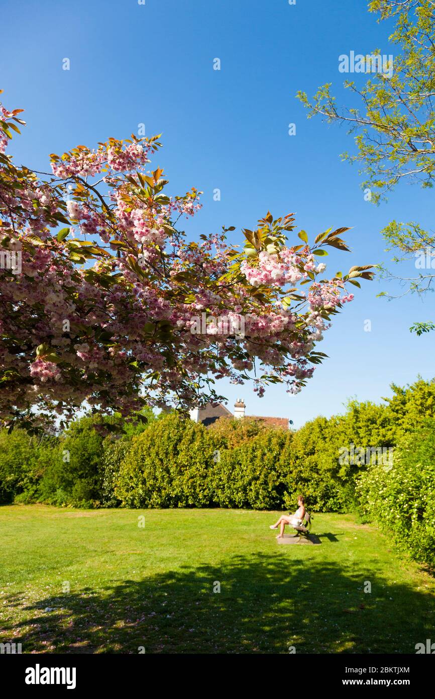 Albero ornamentale di ciliegio (Prunus sp.), Kelsey Park, Beckenham, Londra, Regno Unito. Molla Foto Stock