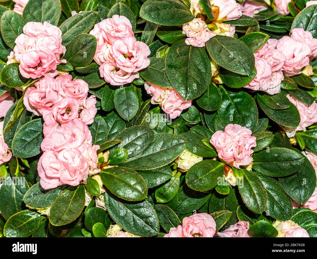 Vaso da fiori interno di violette rosa. Foto Stock