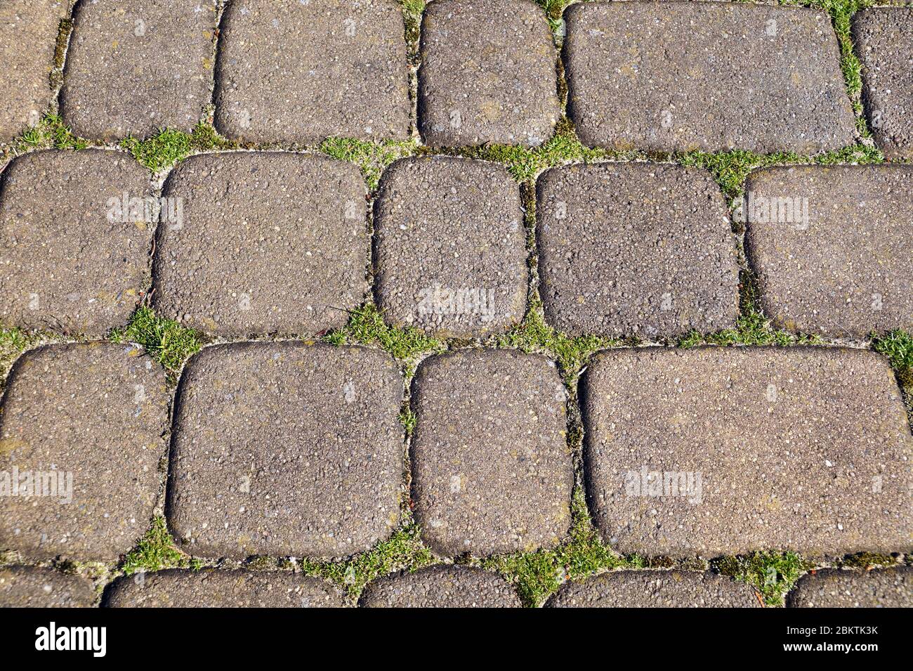 Un problema annuale davanti alla casa. Pietre di pavimentazione con erbacce ingrown e muschio. Foto Stock