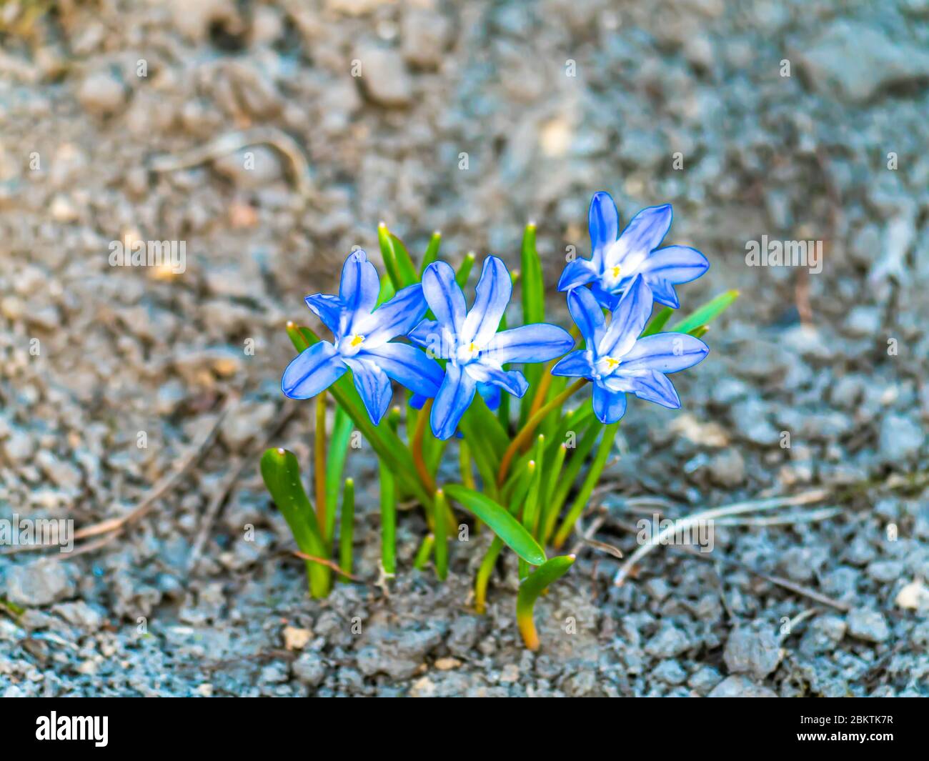 Fiori di viola blu foresta nel terreno. Foto Stock