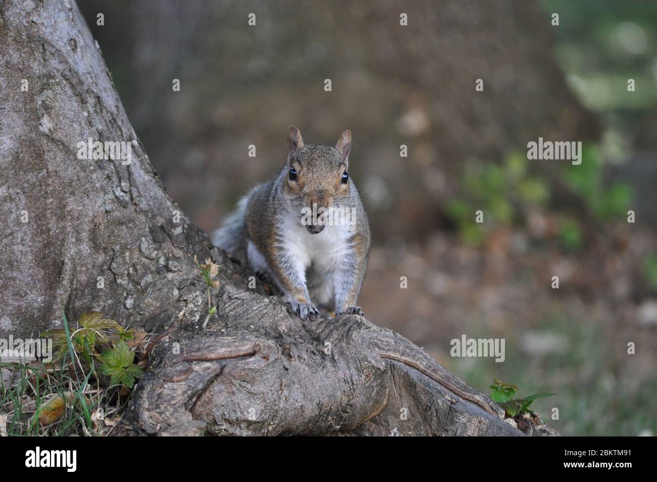 Scoiattolo grigio in posa con il dado in bocca Foto Stock