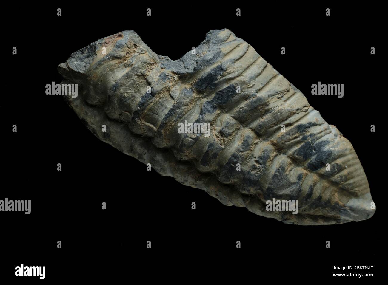 Trilobite Fossil su sfondo nero macro Foto Stock