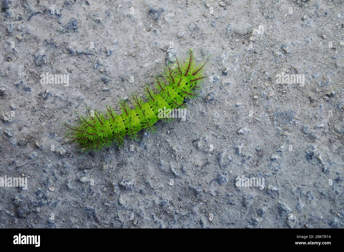 Primo piano di un grande bruco peloso colorato. Il bruco verde esotico si arrampica lungo la strada. Foto Stock