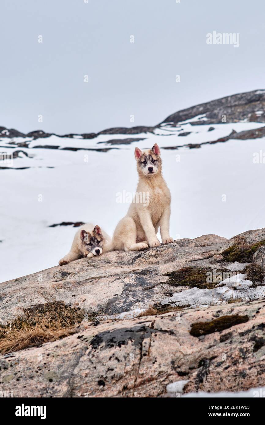 Due cuccioli di cani da slitta verdani che giocano intorno Foto Stock