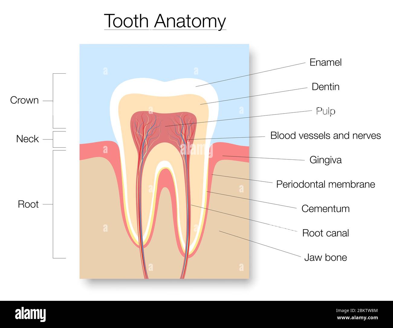 Anatomia dei denti, grafico della sezione trasversale marcato con smalto, dentina, polpa, gengiva, vasi sanguigni e nervi - illustrazione su sfondo bianco. Foto Stock