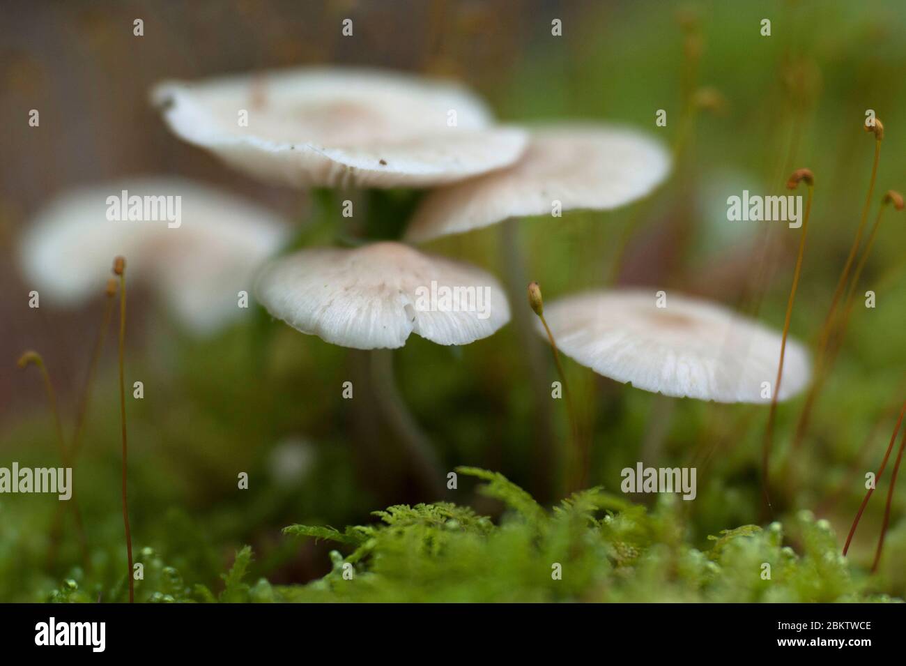 Funghi che crescono su un tronco coperto muschio nel Great Smokey Mountain National Park, Tennessee. Foto Stock