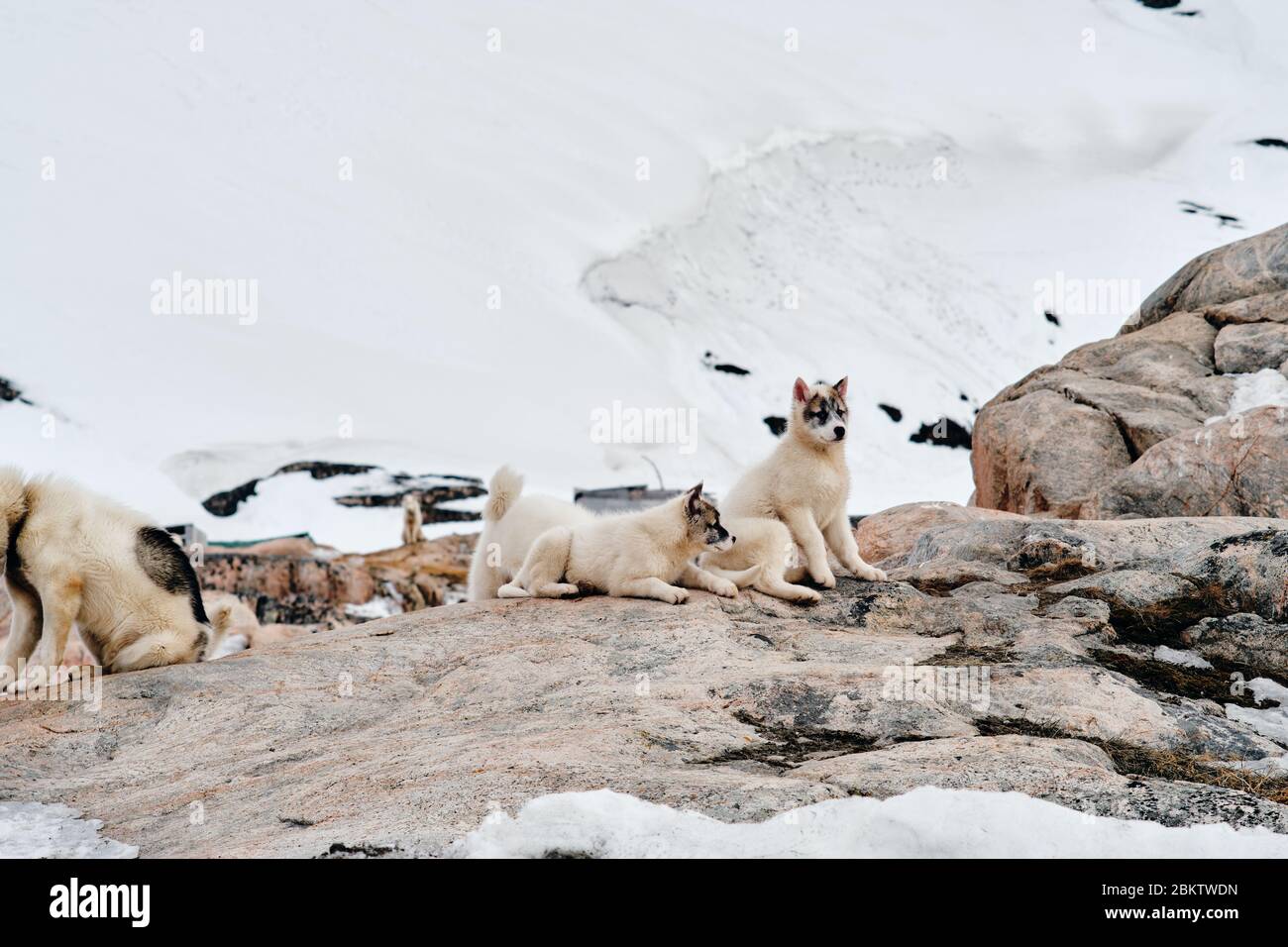 Due cuccioli di cani da slitta verdani che si stendano su rocce guardando la macchina fotografica Foto Stock
