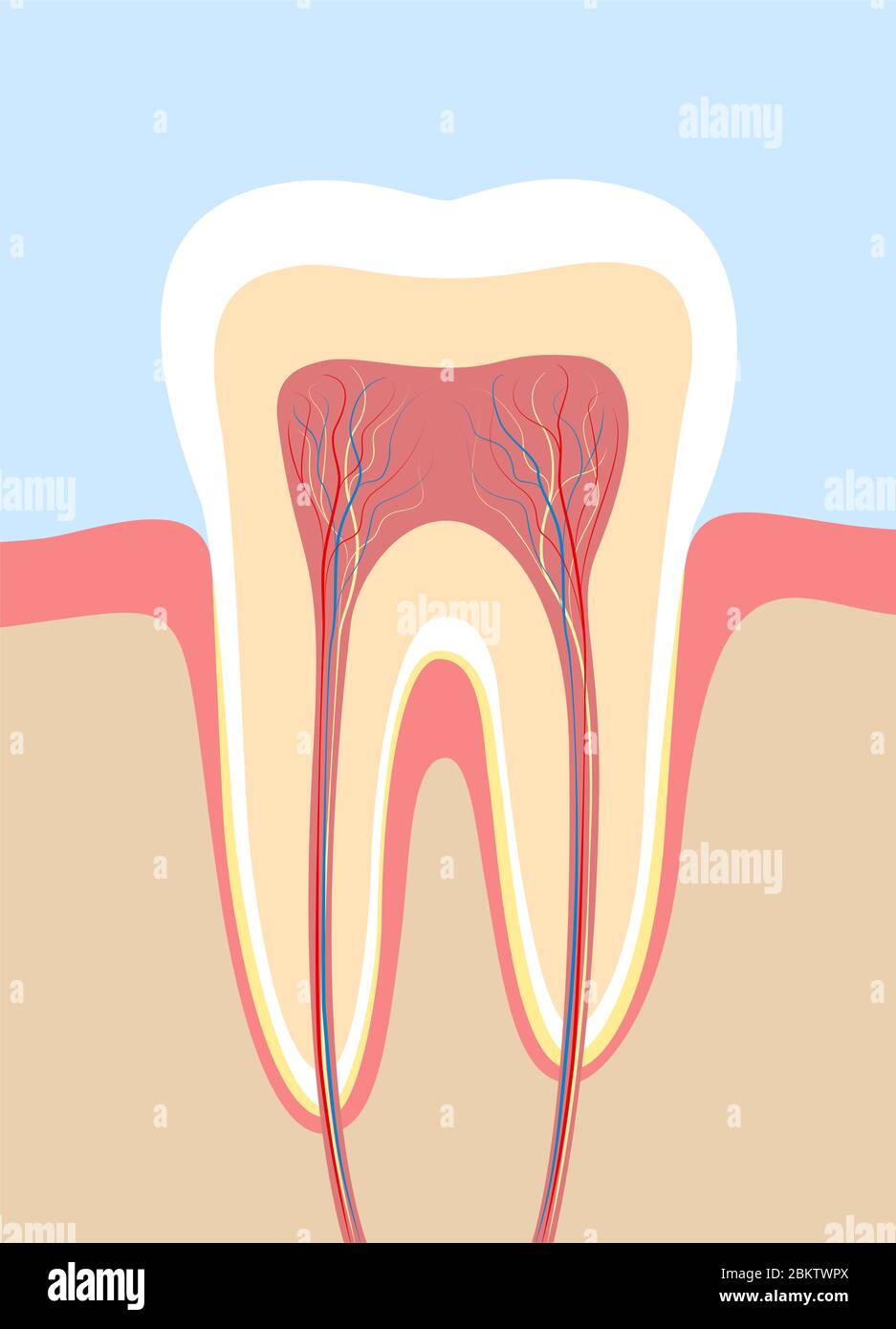 Sezione trasversale dei denti, grafico anatomico con smalto, dentina, polpa, gengiva, vasi sanguigni e nervi. Foto Stock