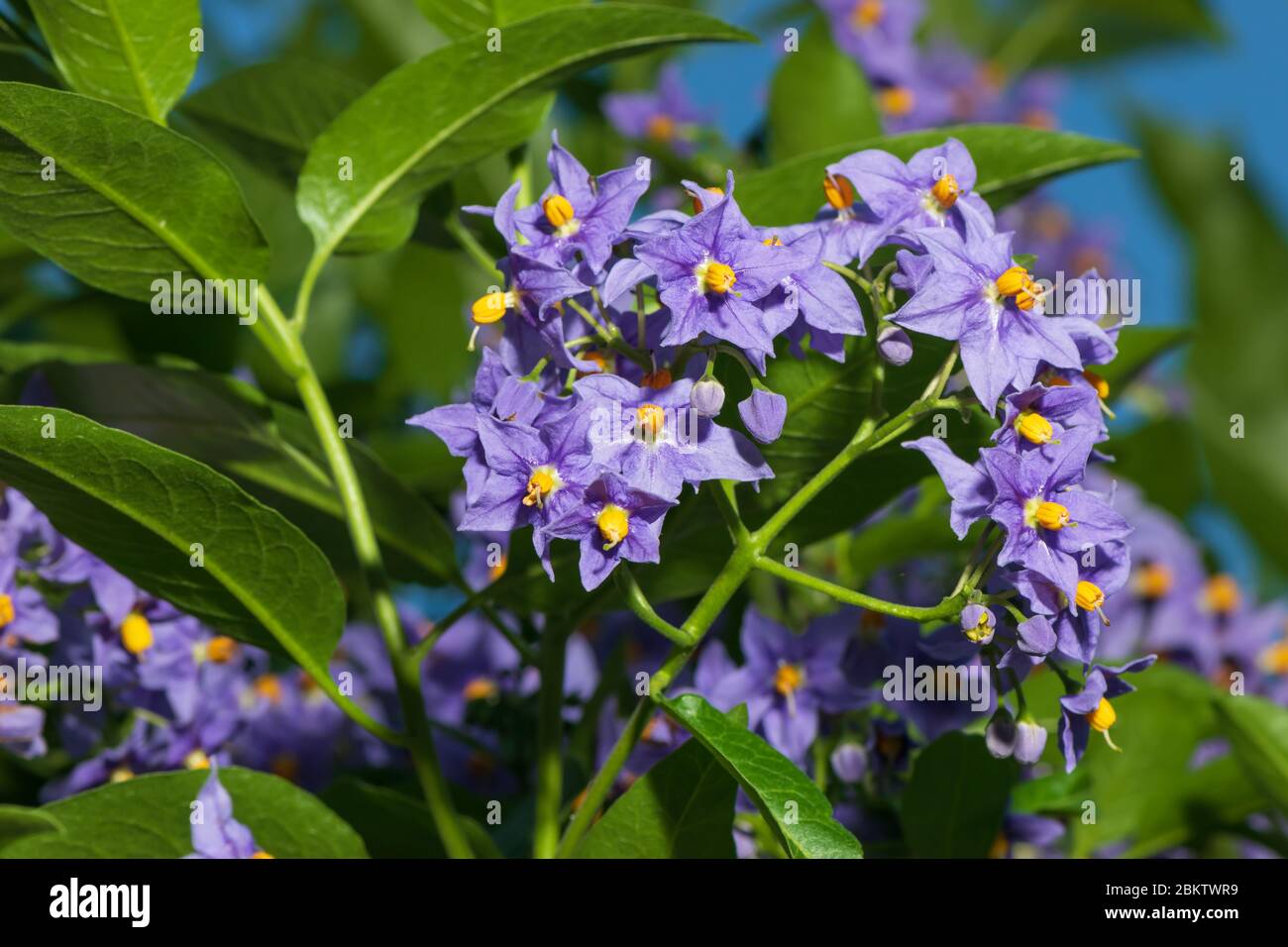 Fiori viola e gialli di patata cilena o Solanum crispum Glasnevin. Foto Stock