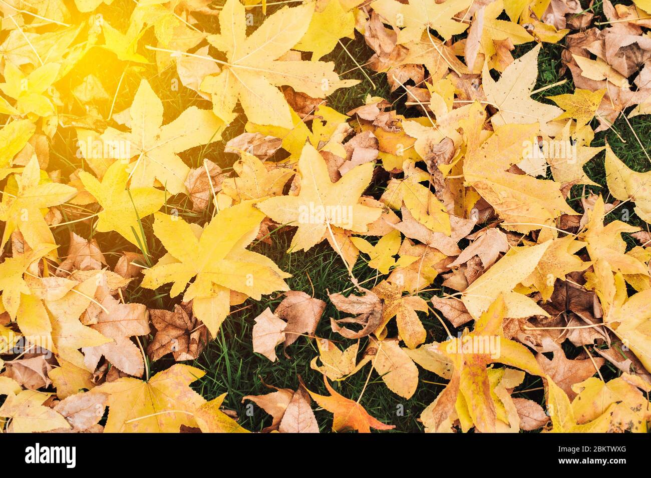 Un mazzo di foglie morte si adagiano sull'erba con il sole - sfondo - modello - natura incantevole Foto Stock