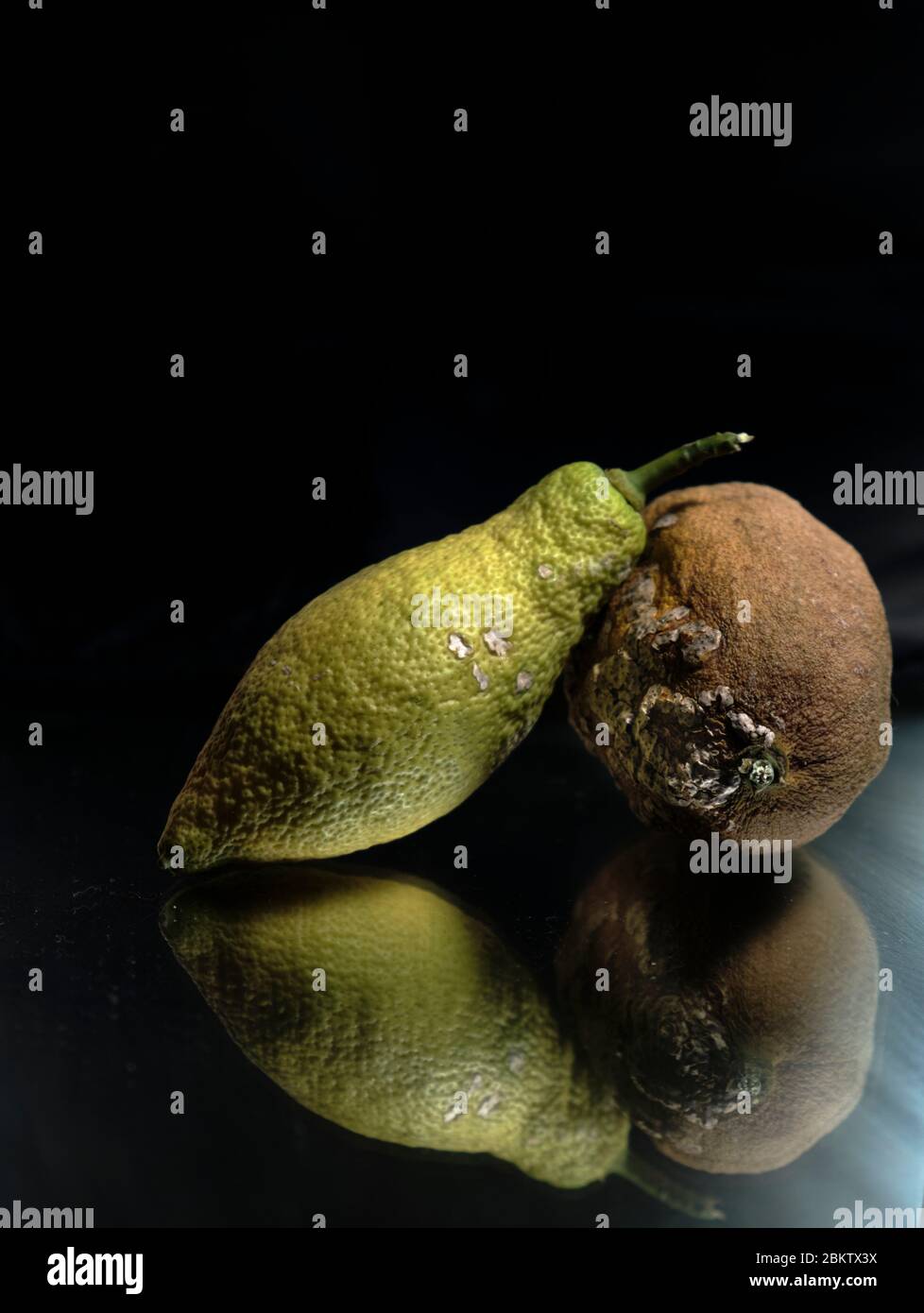 Ancora vita di due limoni dal nostro limone. Su sfondo nero con crescita fungina di riflessione sul limone più vecchio Foto Stock