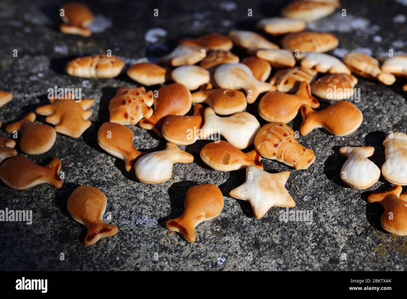 Cracker di pesci d'oro e stelle marine su una roccia in Svizzera durante il giorno di sole 2020 marzo. Carino marrone dorato salato spuntini per bambini. Spuntini semplici e gustosi. Foto Stock