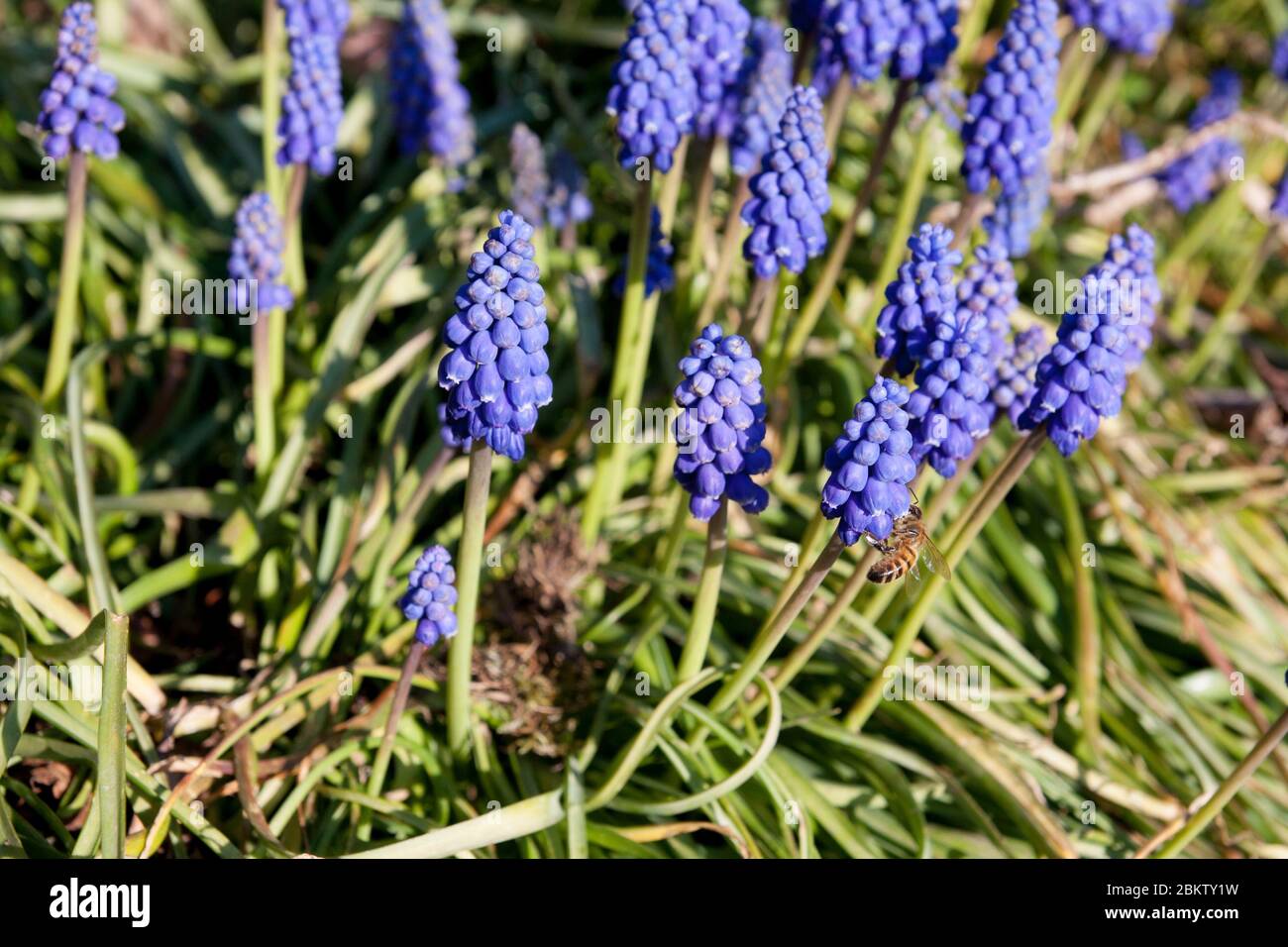 Uva armena giacinto Muscari armeniacum fioritura in giardino primaverile. Piante bulbose in fiore con bellissimi fiori blu. Utilizzabile come wal Foto Stock