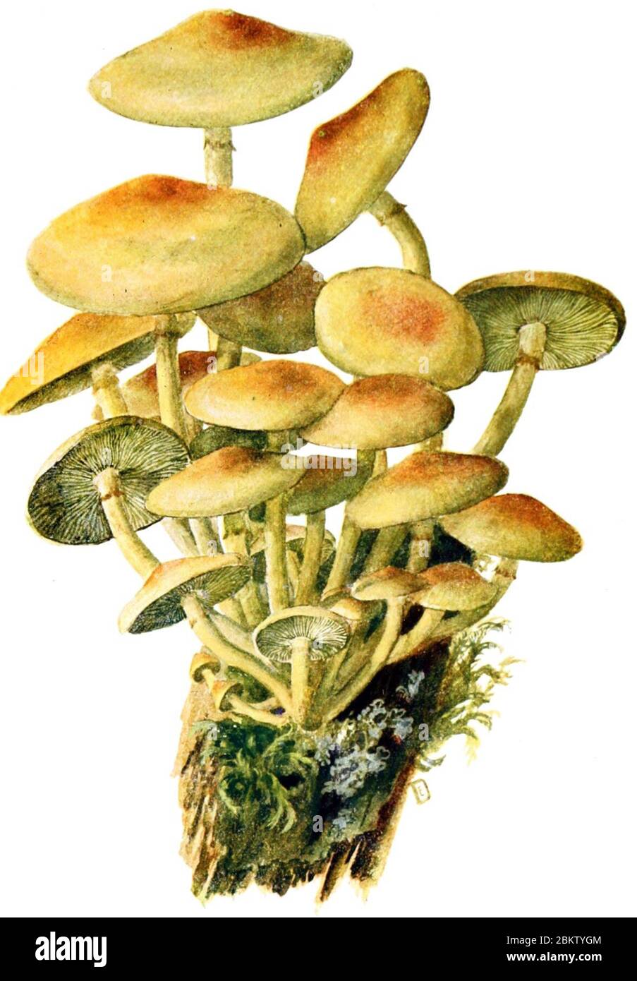 Hypholoma-fasciculare-gramberg-1913-pilzederheimatei00gram 0115. Foto Stock