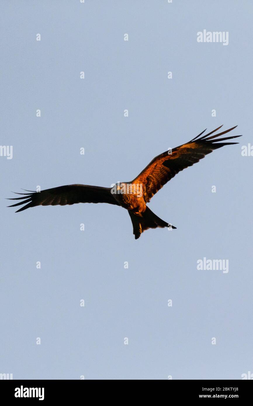 Regno Unito Meteo: Uccelli aquiloni rossi che volano sopra al tramonto. Minacciato di estinzione, Milvus Milvus (più comunemente noto come Red Kites) è un uccello aggraziato, con coda di forchetta che sono stati reintrodotti con successo in Inghilterra e Scozia, ora raggiungendo circa 1,800 coppie di allevamento nel solo Regno Unito dal loro ristabilimento nel 1989. Ora, con 18000-24000 coppie di riproduzione in tutto il mondo, non sono più vulnerabili, soprattutto sotto la protezione di uno dei programmi di protezione più lunghi del mondo, RSPB. © Foto Stock