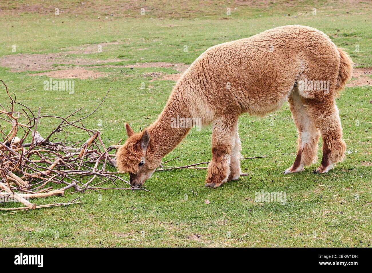 Alpaca, lama o zoppo mangiare su un prato verde vicino ai rami dell'albero.  Animali da allevamento Foto stock - Alamy