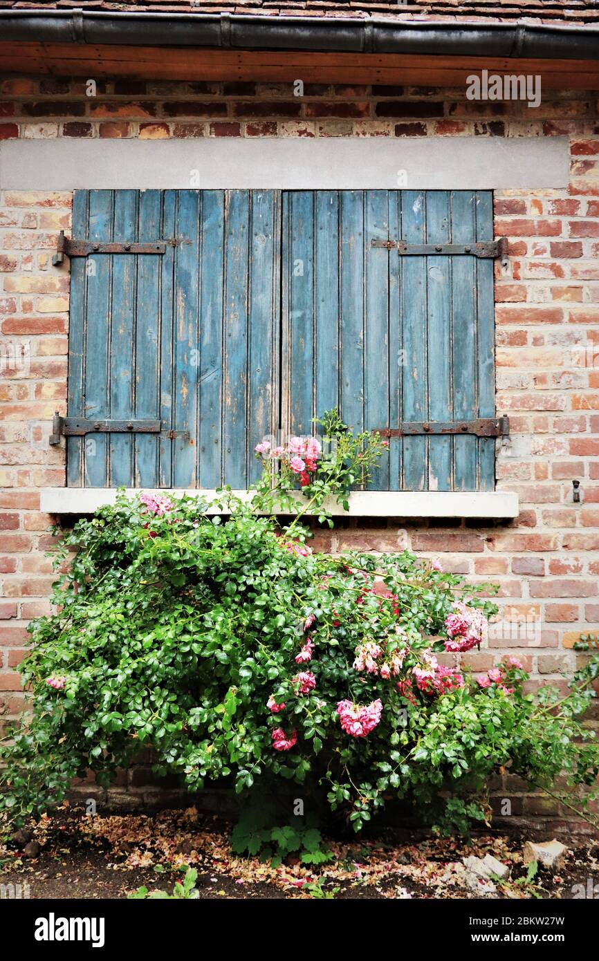 Rosa Bush di fronte alla finestra blu con copertura. Piccardia, Francia. Foto Stock