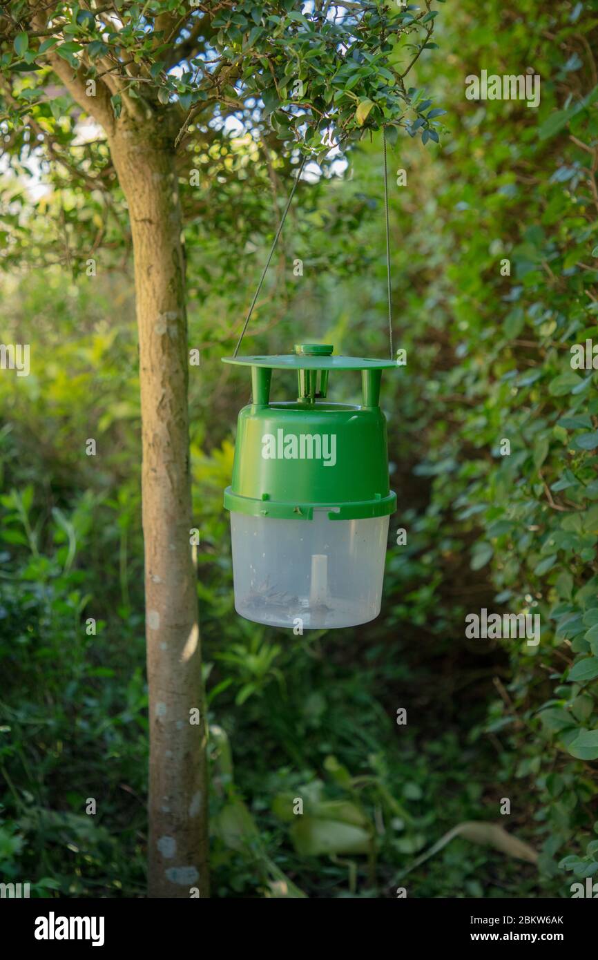 Trappola di falchi di alberi di scatole visto in un giardino, appeso da un piccolo albero sopra una siepe buxus. Foto Stock