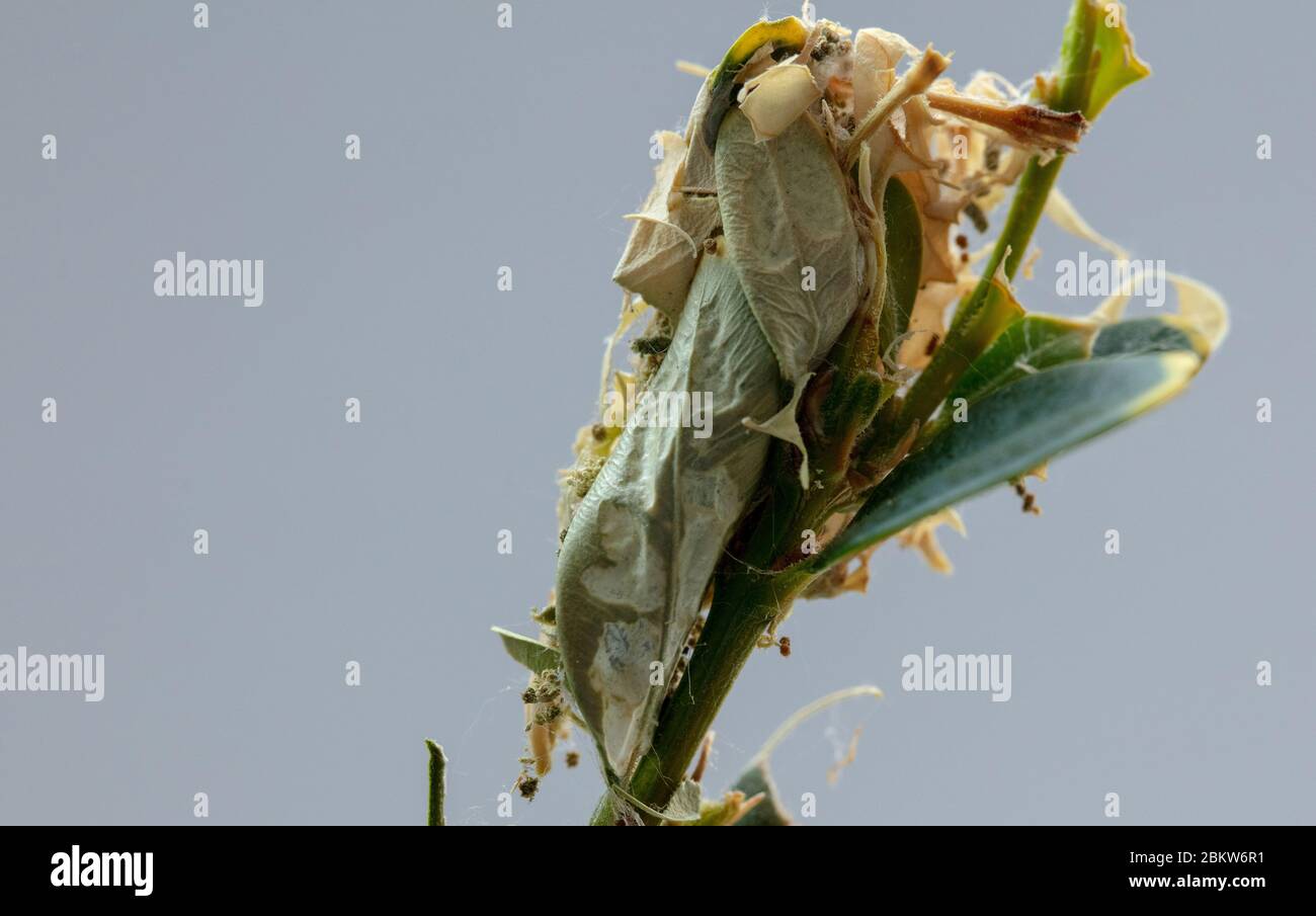 Il bozzolo di albero della scatola bruco visto sulla parte superiore di un piccolo sparatutto della scatola. Foto Stock