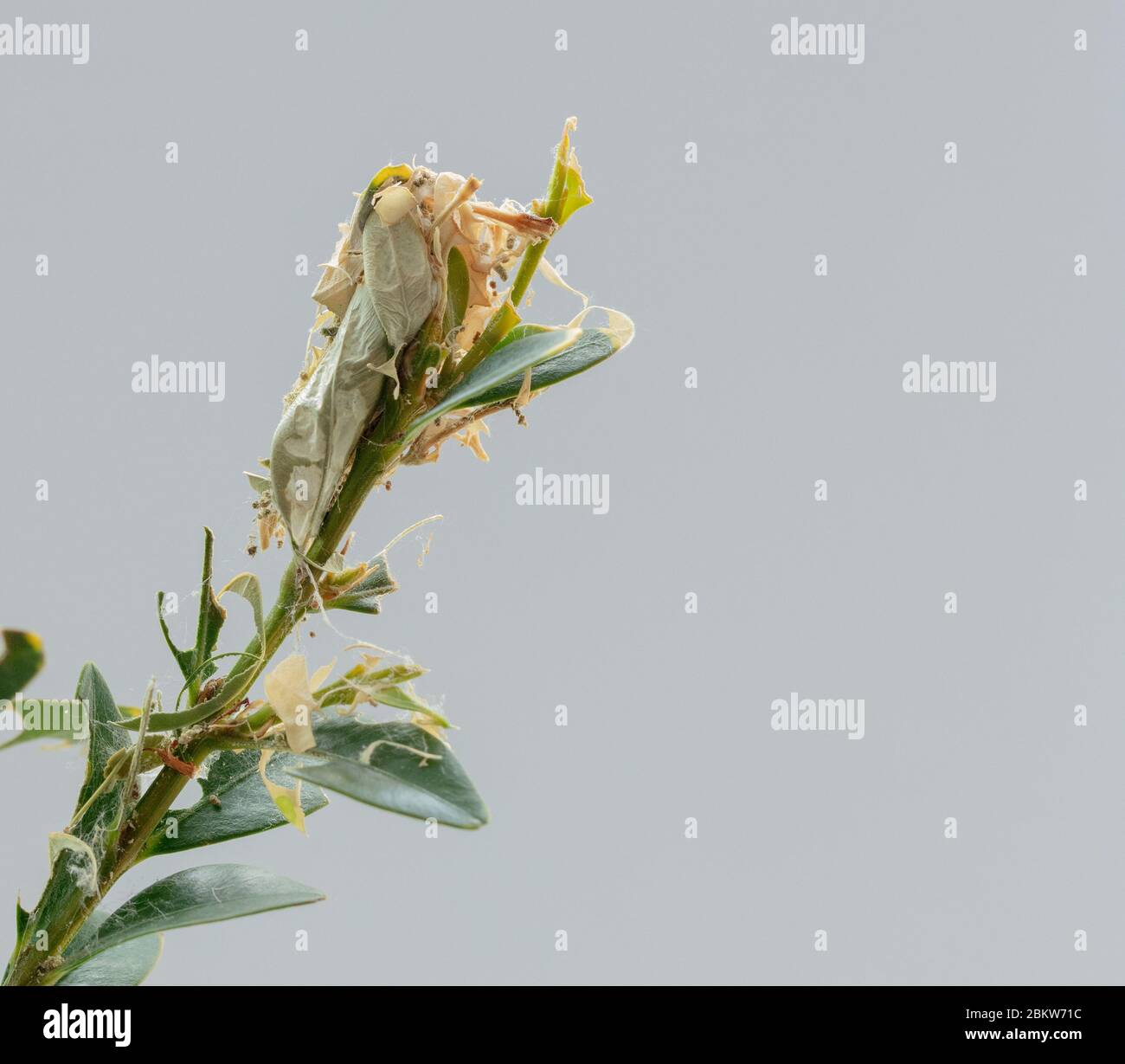 Il bozzolo di albero della scatola bruco visto sulla parte superiore di un piccolo sparatutto della scatola. Foto Stock