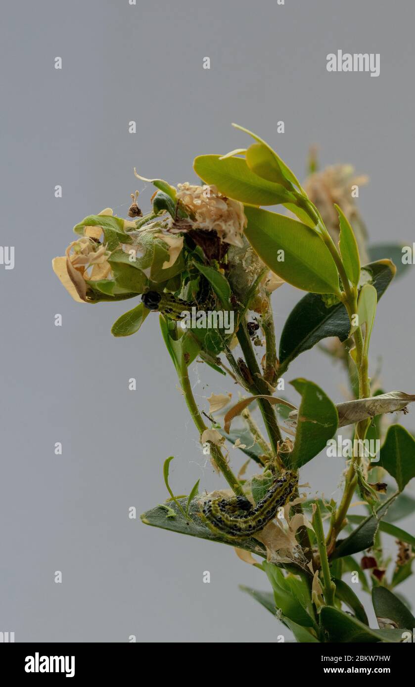Due colonne di caterpilars di Moth dell'albero della scatola viste su un pezzo di un ramo dell'albero della scatola tagliato all'inizio di maggio. Foto Stock