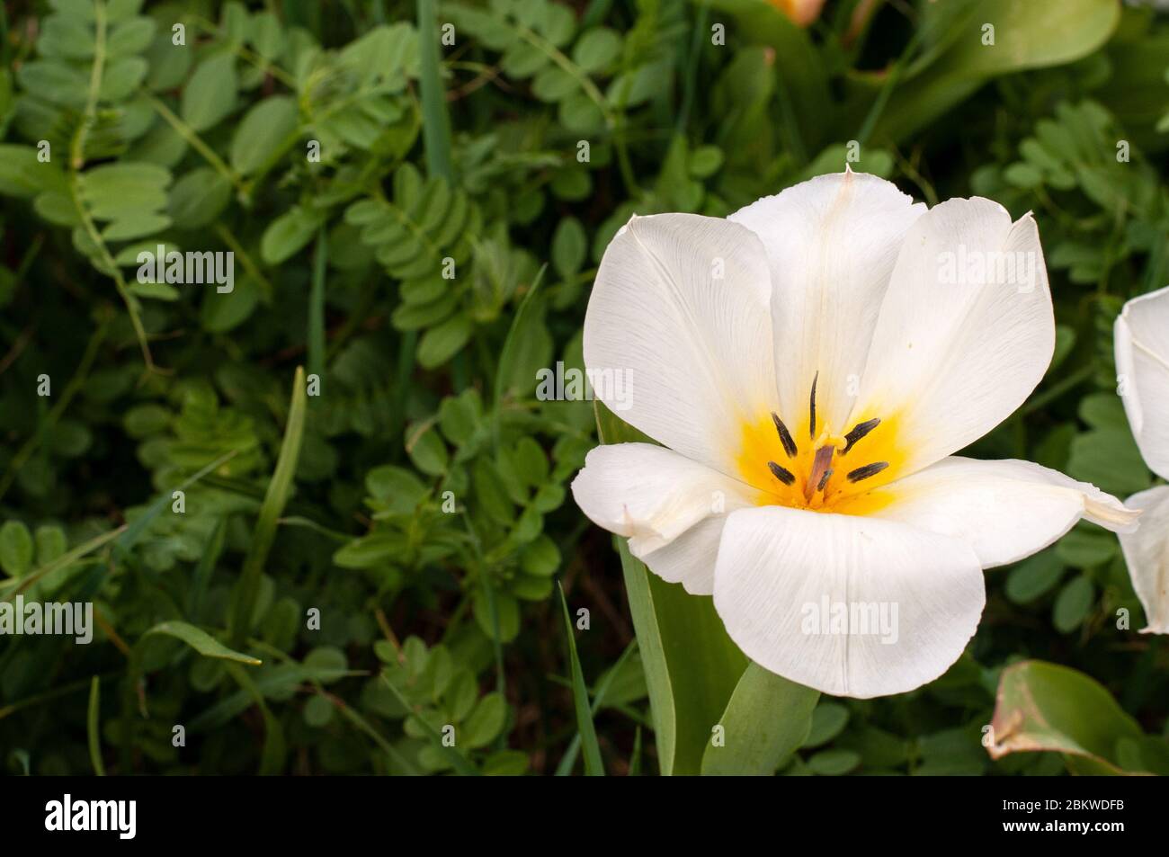 primo piano di un fiore bianco di tulipano con petali aperti Foto Stock