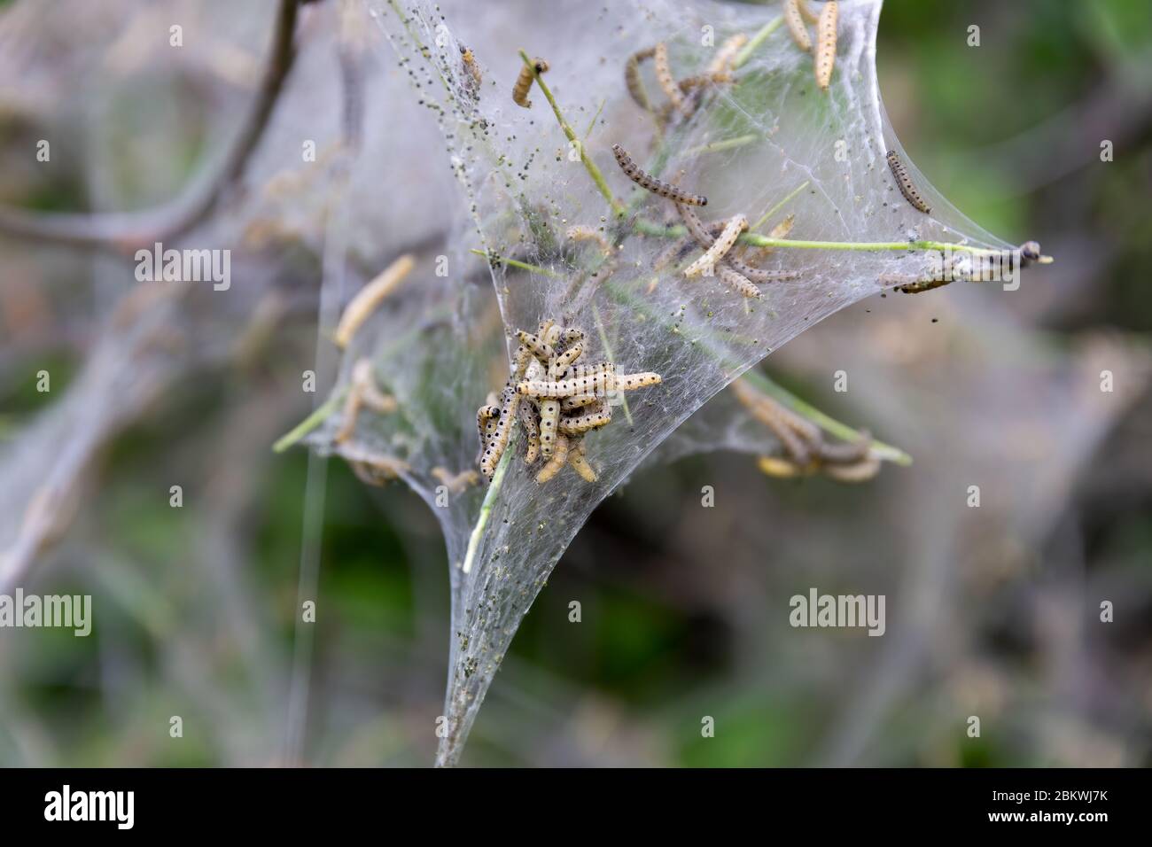 Nesting web di ermine moth caterpils, yponomeutidae, appeso dai rami di un albero Foto Stock