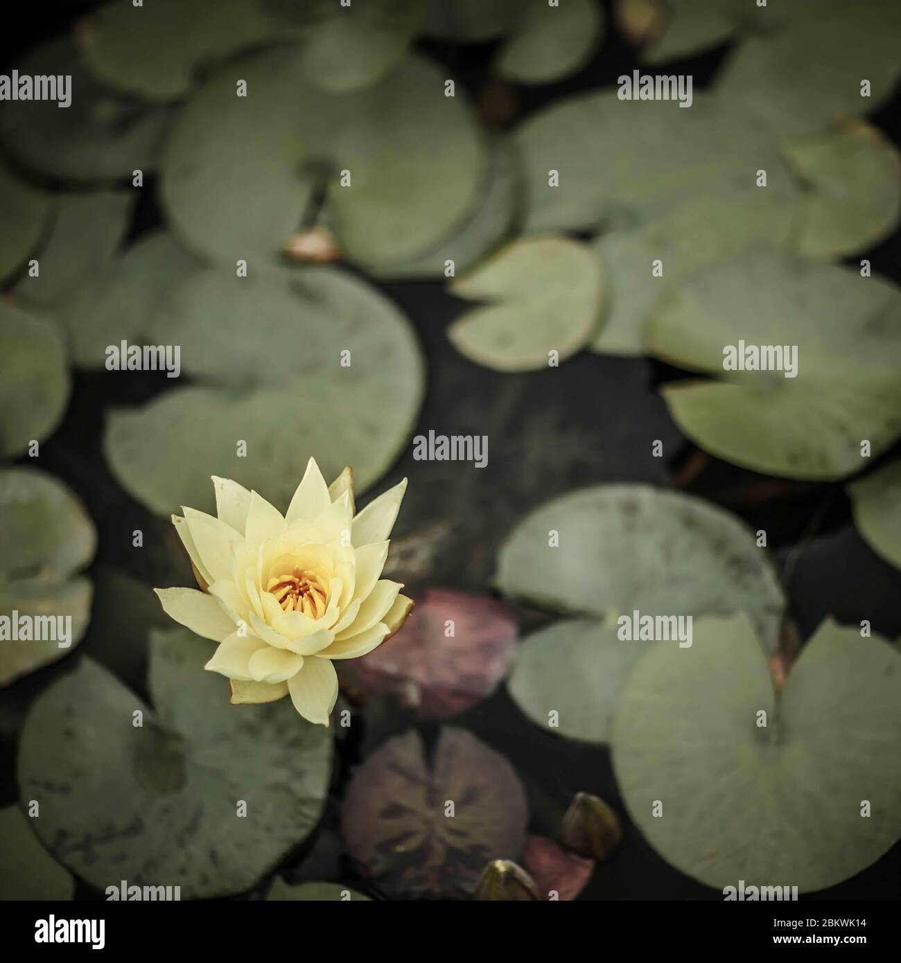 Un fiore giallo Lilly su Lilly Pad verde in uno stagno Foto Stock