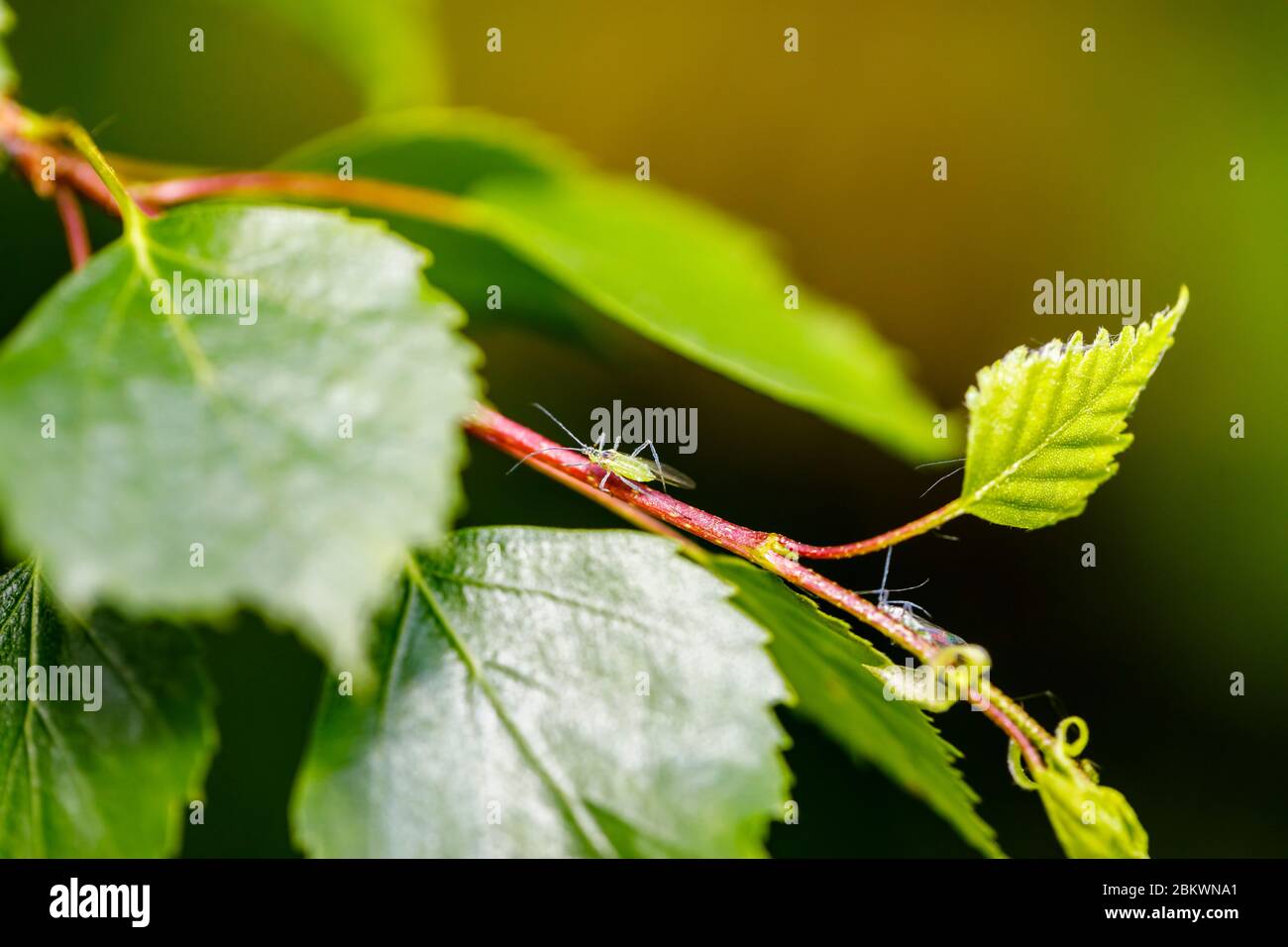 Vista di piccoli afidi alari con lunghe antenne su un gambo di foglia di betulla d'argento in primavera in un giardino nel Surrey, Inghilterra sud-orientale. Foto Stock