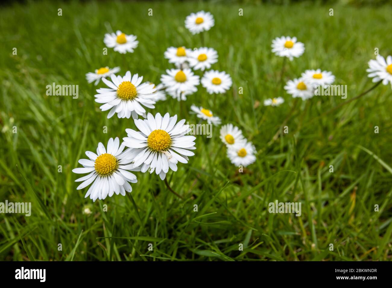 Un grumo di margherite comuni gialle e bianche (Bellis perennis) che crescono in erba, un tipico erbacce in un prato in primavera nel Surrey, nel sud-est dell'Inghilterra Foto Stock