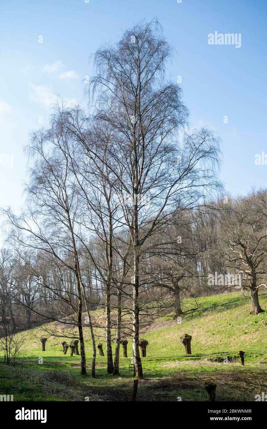 Silver Birches, Betula pendula, alberi lungo salici volanti lungo un torrente in Swinbrook, The Cotswolds, Oxfordshire, UK Foto Stock