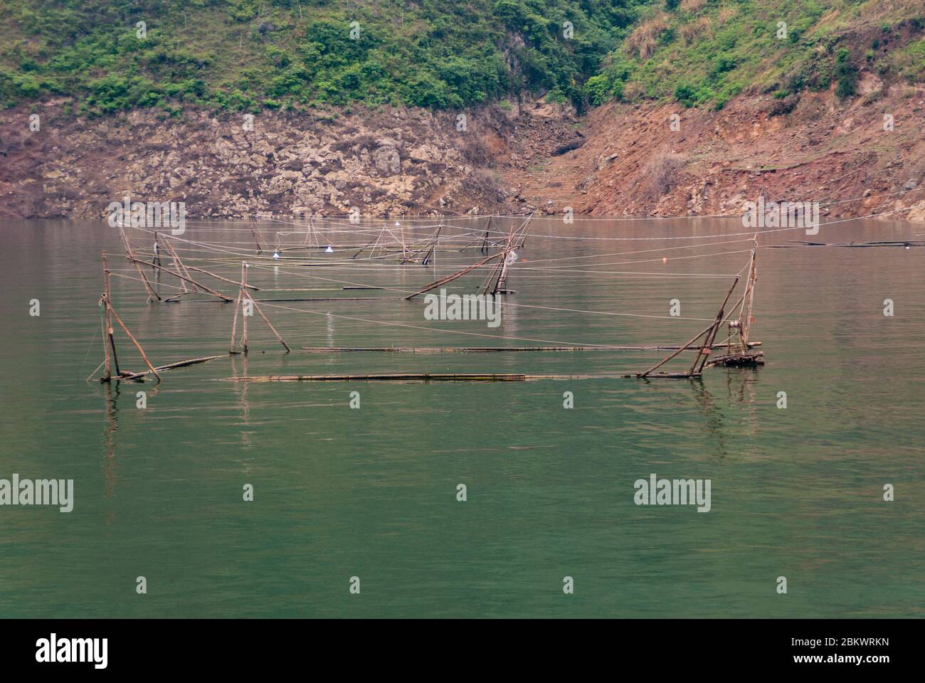 Wuchan, Cina - 7 maggio 2010: Gola di Dicui sul fiume Daning. Primo piano di penne di pesce in acqua verde smeraldo di fronte alla costa di pietra marrone con il fol verde Foto Stock