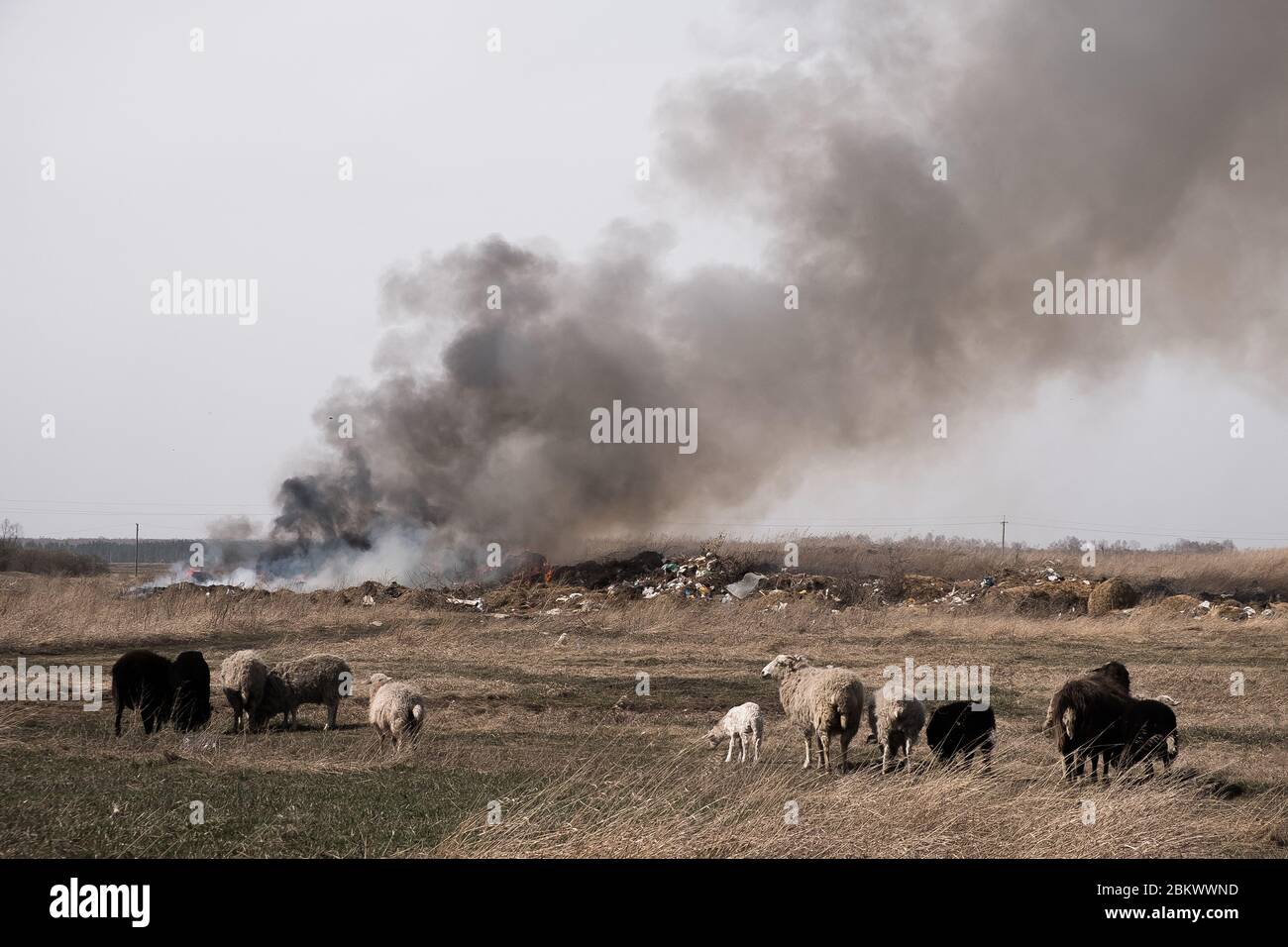 La combustione di rifiuti inquinano l'ambiente. Il vento forte innalza il fumo tossico di spazzatura bruciante nell'aria. Foto Stock