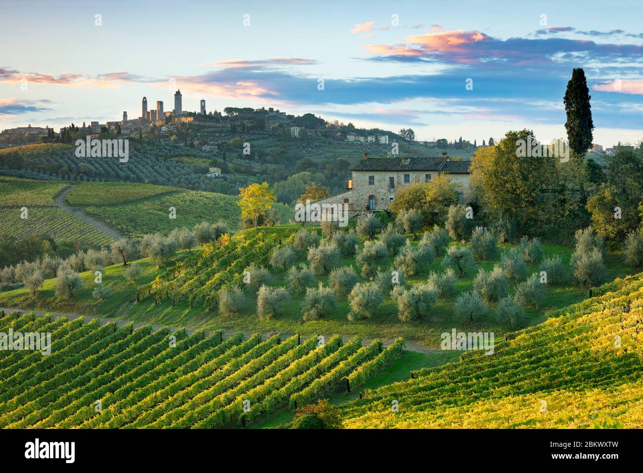 Vigneti e Oliveti sotto San Gimignano, Toscana, Italia Foto Stock