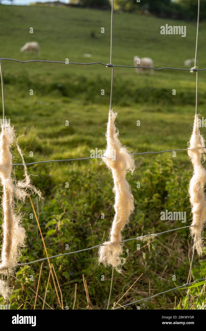 Capannone di lana scartato sulla scherma di scorta da pecora di Easycare - una razza di lana-shedding il cui vello si rimuove ed evita la tosatura di pecora durante Coronaviru Foto Stock