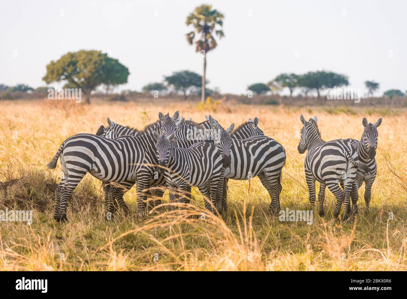 Grevy zebra, Equus grevyi, Kidepo Valley National Park, Uganda Foto Stock