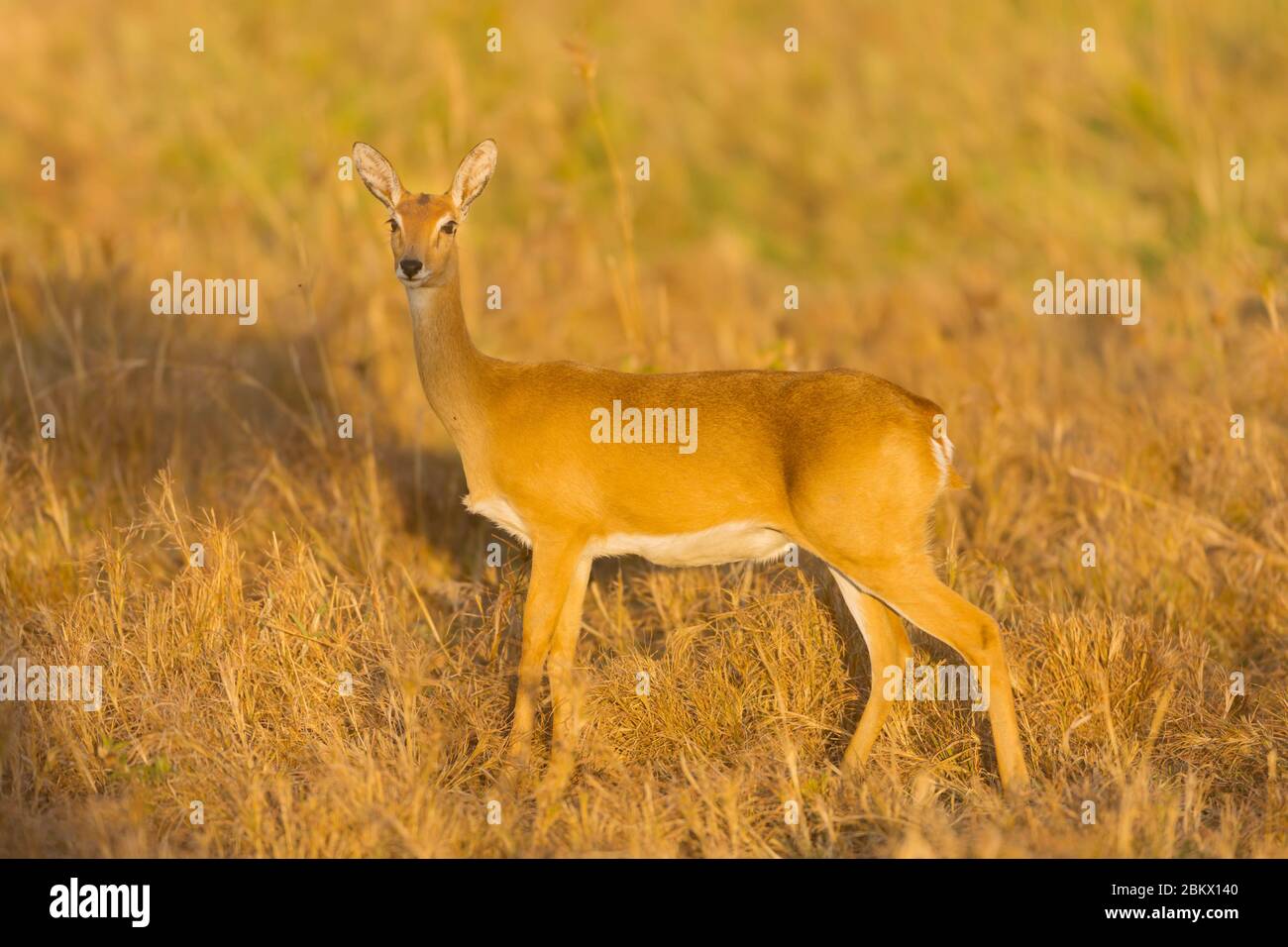 Antelope di Oribi, Ourebi, Kidepo Valley National Park, Uganda Foto Stock