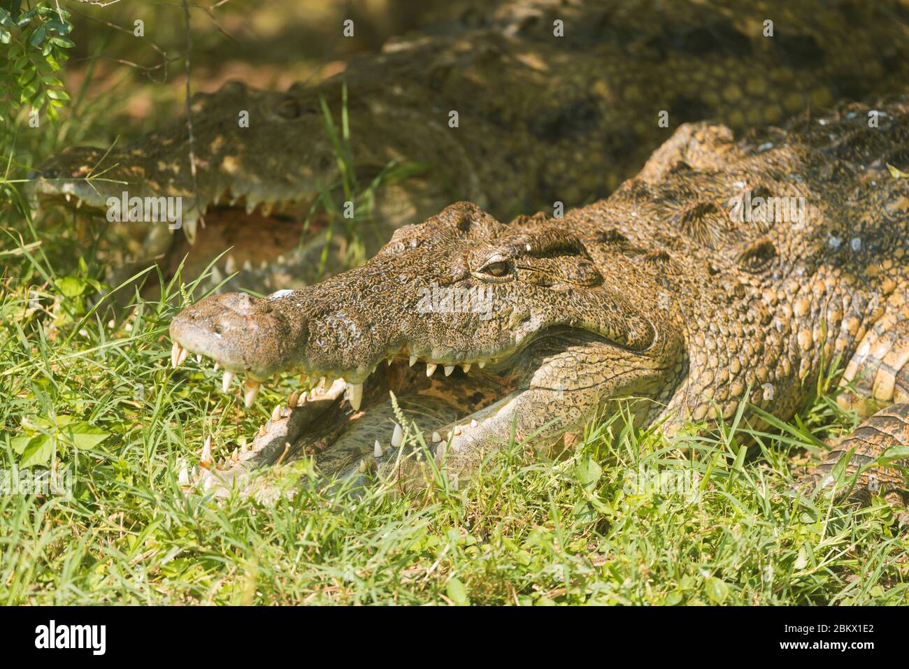 Coccodrillo del Nilo, coccodrillo niloticus, parco nazionale delle cascate di Murchison, Uganda Foto Stock