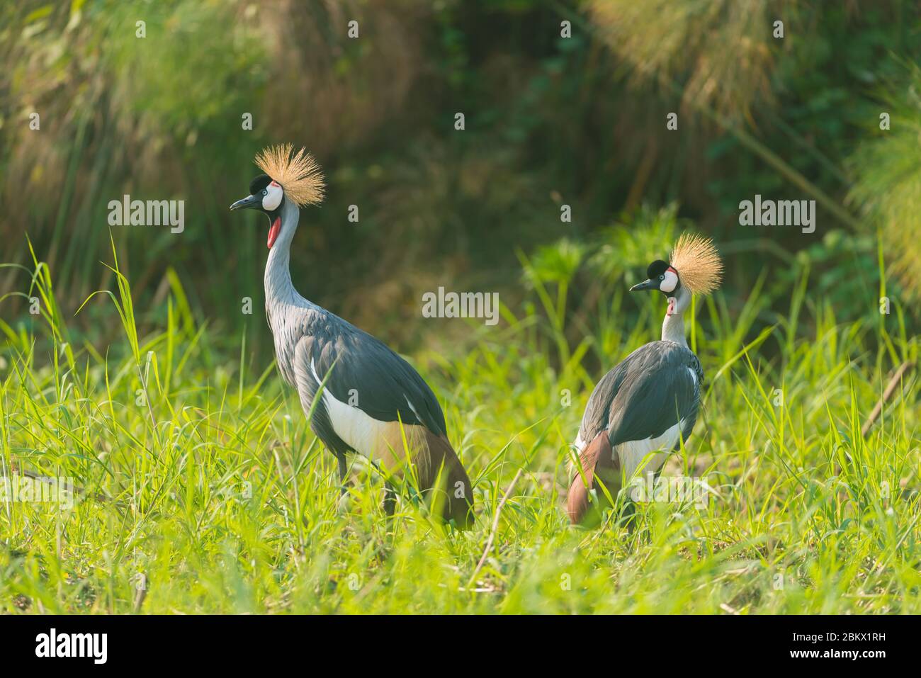 Gru grigia coronata, Baleari regulorum, gru africana coronata, gru crestata, parco nazionale delle cascate di Murchison, Uganda Foto Stock