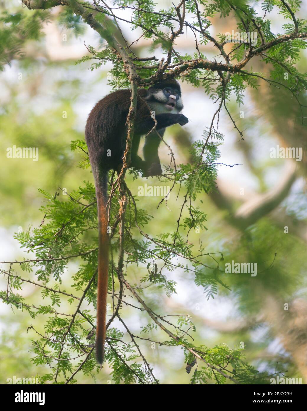Scimmia con coda rossa, guenone con coda rossa, scimmia con coda rossa, guenone di Schmidt, Cercopithecus ascanius, foresta di Kibale, Uganda Foto Stock
