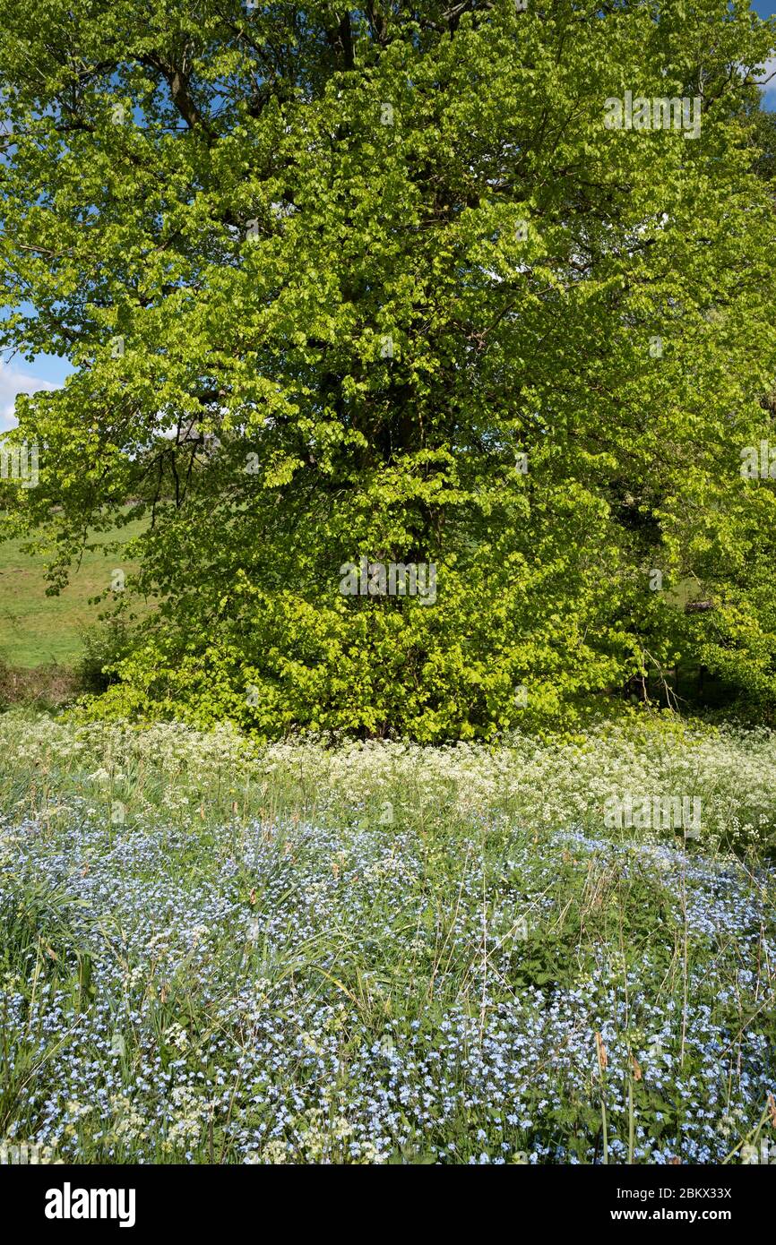 Vacca prezzemolo - Anthrisco di (Anthrisco), e non mi dimenticare Myotis fiore in primavera e lime albero - Tilia - albero deciduo foglia larga in foglia piena, Regno Unito Foto Stock