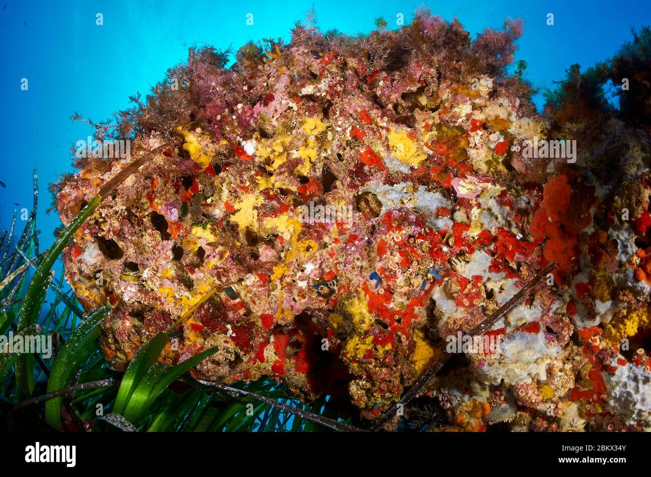 Vita marina incrostante, compresi coralli, spugne e alghe, in un'aggetto nel Parco Naturale di Ses Salines (Formentera, Pityuses, Mar Mediterraneo, Spagna) Foto Stock