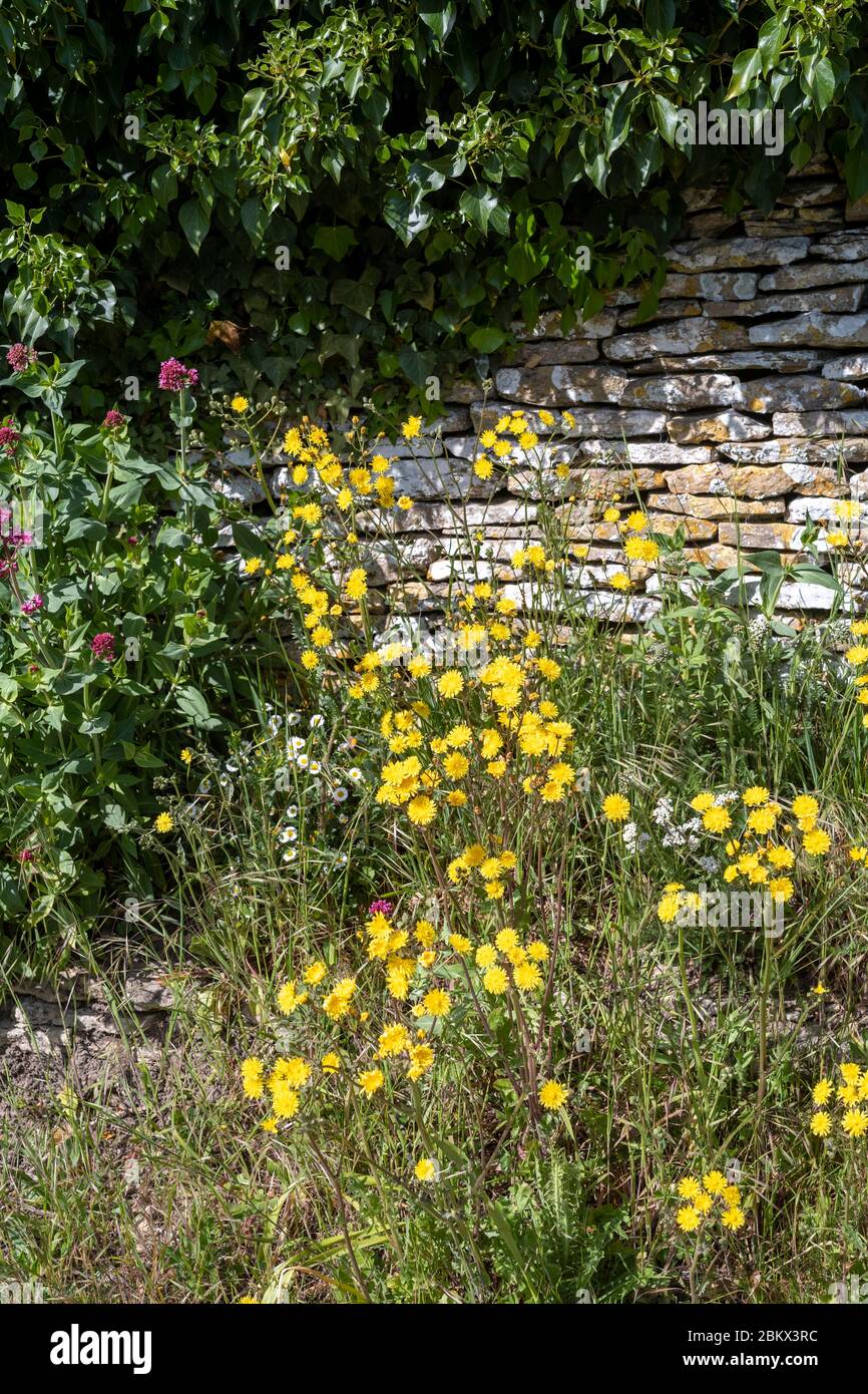 Edy arrampicata arbusto, Verbena e daisy tipo fiori selvatici crescere su un'orlo da un muro di pietra a secco Cotswold a Springtime in Cotswolds, Regno Unito Foto Stock